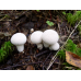 Мицелий Дождевика настоящего / Дождевик шиповатый (Lycoperdon perlatum)